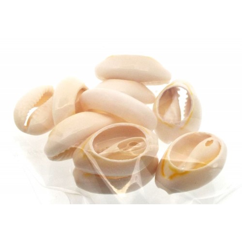 10 x Cowrie Shells